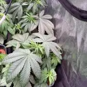 Brake Dust Dreams, Break Pad Breath Grow