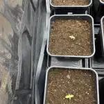 Black Cherry Ice Report