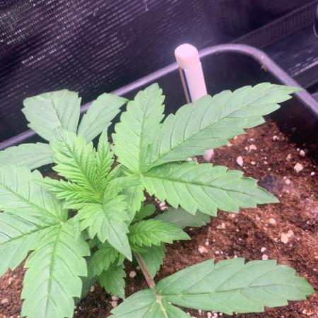 Black Cherry Ice Report