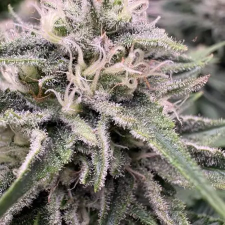🍊 Mimozz – Glazed in Terps