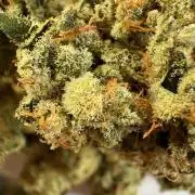 🍊 Mimozz – Glazed in Terps