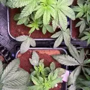 Milk & Terps – Coco Milk Diary