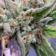 C5 Haze x Zkittlez x Cake Flavor Run