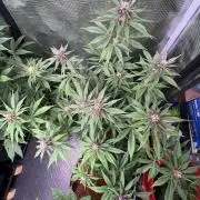 Electric Candy Haze – Grow Diary