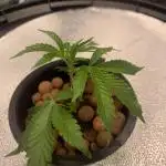 Rainbow Sherbert #11 Notes
