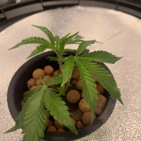 Rainbow Sherbert #11 Notes