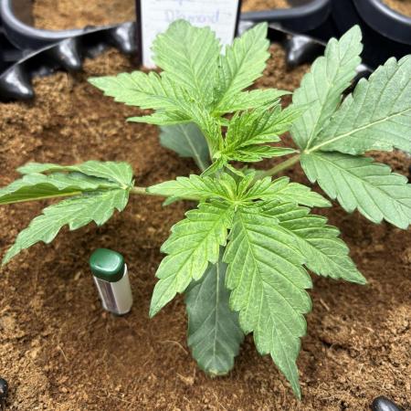 Grape Diamonds x Grandpas Cookies #6