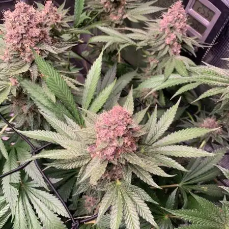 Golden Sands From Seed to Harvest :)