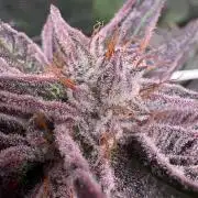 ✨ Purple Punch x Acai – Terp Dream