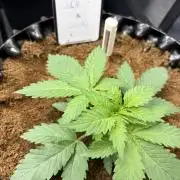Electric Candy Haze – Grow Diary