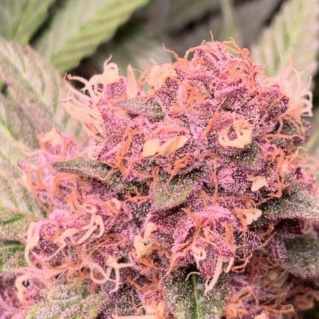 Golden Sands From Seed to Harvest :)