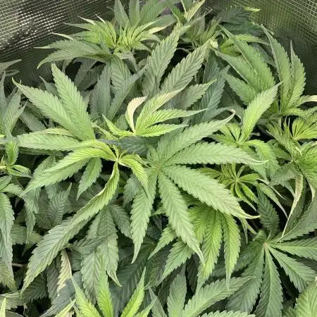 Mental Radiance Growlog
