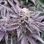 The Fried Banana Diaries