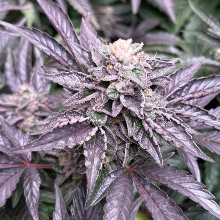 The Fried Banana Diaries