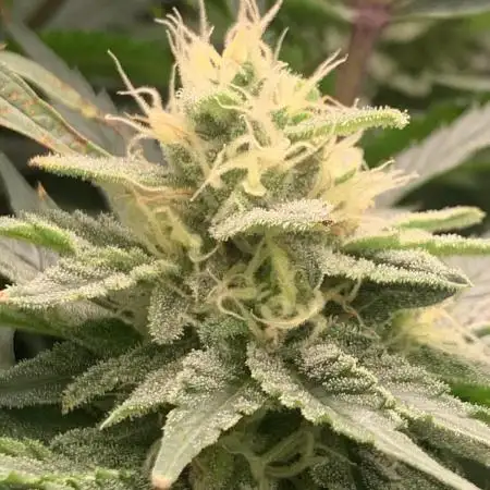 Super Sativa Cup Fast Strain A
