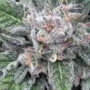 Brake Dust Dreams, Break Pad Breath Grow