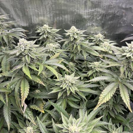 Rainbow Sherbert #11 Notes