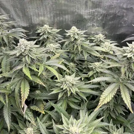 Rainbow Sherbert #11 Notes