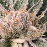 Calypso Sunrocks Cultivation Notes