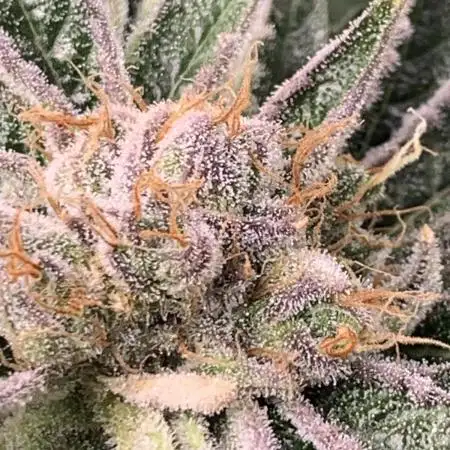 Calypso Sunrocks Cultivation Notes