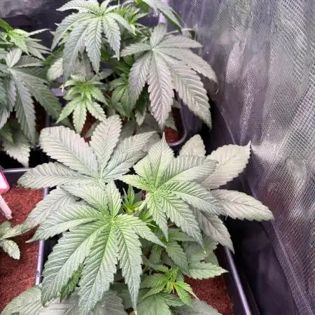 Brake Dust Dreams, Break Pad Breath Grow