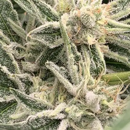 Calypso Sunrocks Cultivation Notes