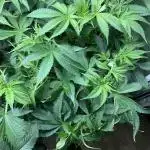 Calypso Sunrocks Cultivation Notes