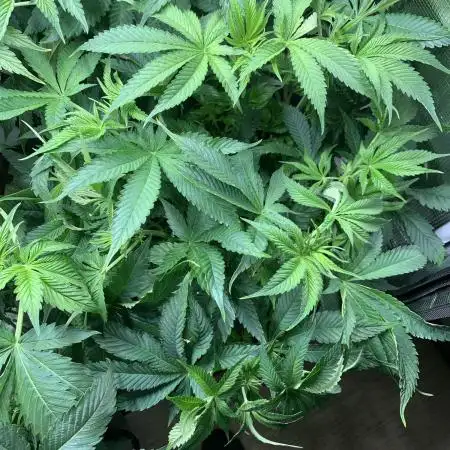 Calypso Sunrocks Cultivation Notes