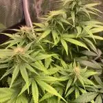 Black Cherry Ice Report