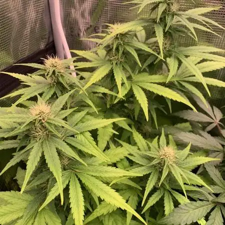 Black Cherry Ice Report