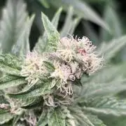 Grape Diamonds x Grandpas Cookies #6