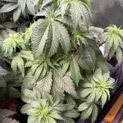 Electric Candy Haze – Grow Diary