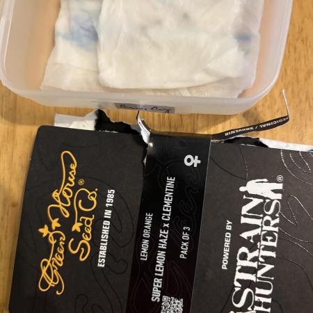 Project Lemon Orange: Zesty & Frosty