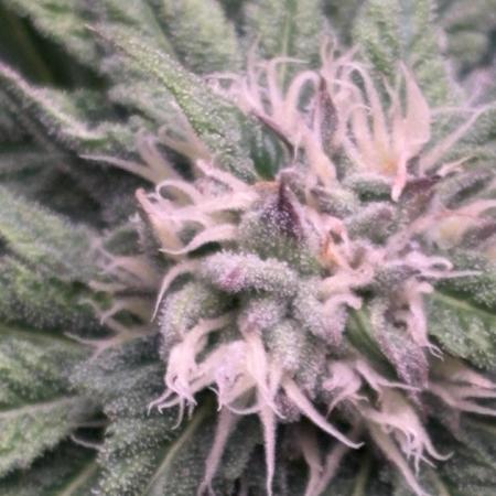Lemon Cherry Royale – Grow Log