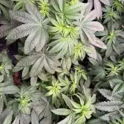 Milk & Terps – Coco Milk Diary