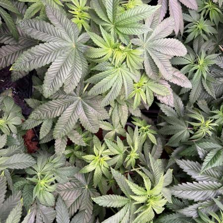 Milk & Terps – Coco Milk Diary