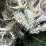 Black Cherry Ice Report