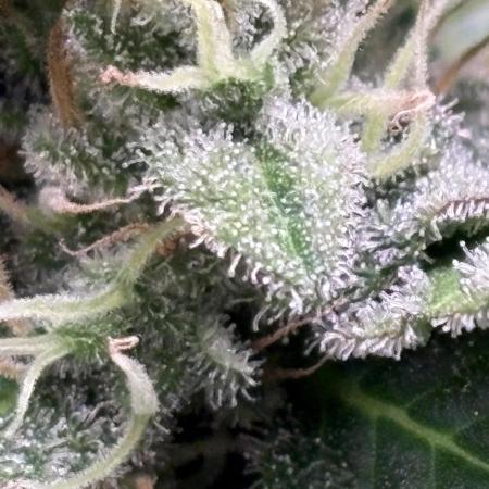 Black Cherry Ice Report