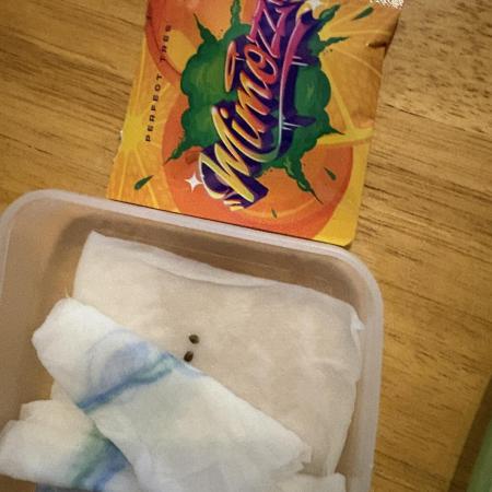 🍊 Mimozz – Glazed in Terps