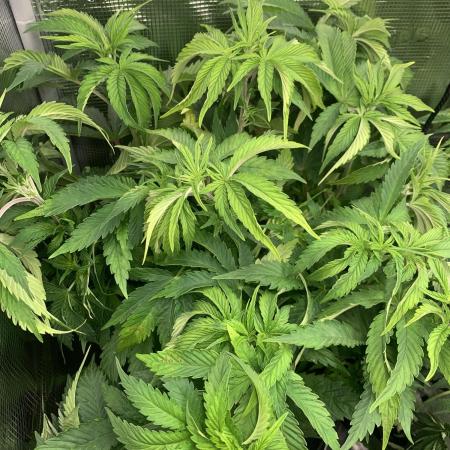 Super Sativa Cup Fast Strain A