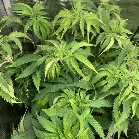 Super Sativa Cup Fast Strain A