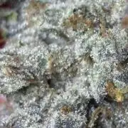 Rainbow Sherbert #11 Notes
