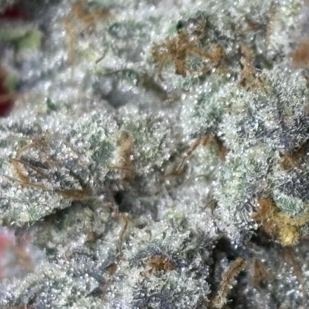 Rainbow Sherbert #11 Notes