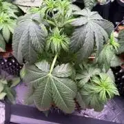 Lemon Cherry Royale – Grow Log