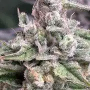 Masterpiece from Start to Harvest