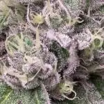 Zesty Zlushie Diaries