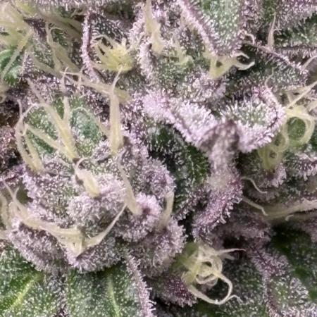 Zesty Zlushie Diaries