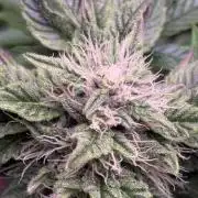 Milk & Terps – Coco Milk Diary