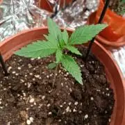 North Thunderfuck Automatic - Indoor [Growbox]