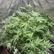 Green Crack Auto